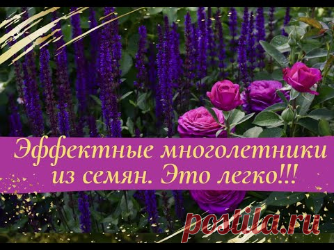 Эффектные многолетники из семян! Легко!
