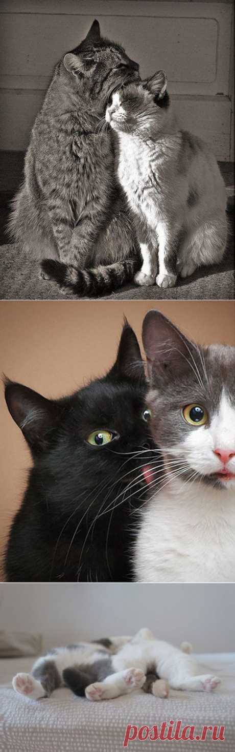 ...И лишь по весне с котом! :) | Дай лапку