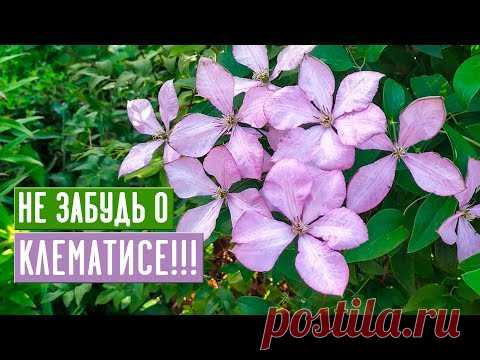 КЛЕМАТИС НУЖДАЕТСЯ В ВАШЕМ УХОДЕ В СЕНТЯБРЕ! / Садовый гид
