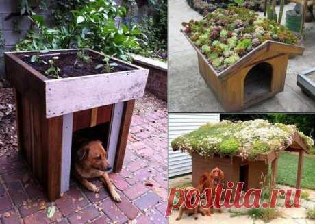 YouExif - Dog House
