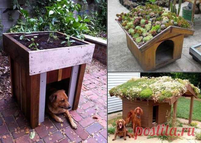 YouExif - Dog House