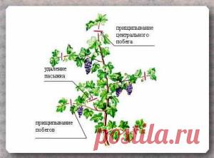 Уход за саженцем винограда в первые годы жизни | Дача - впрок