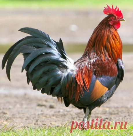 петух: 39 тыс изображений найдено в Яндекс.Картинках