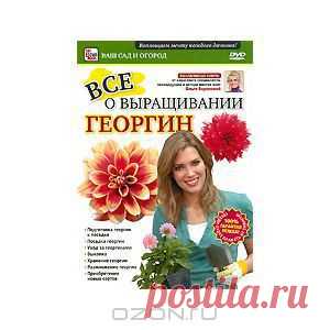Цветами георгин восхищаются все. Они пользуются заслуженной популярностью благодаря необыкновенным красивым расцветкам цветка и разнообразию его форм. Садоводы-любители выращивают как крупно-, так и мелкодекоративные разновидности георгин. 
Но бытует стереотип, что их трудно выращивать. Мы постараемся развеять этот миф. На самом деле - вырастить георгины проще, чем картошку. Надо лишь знать некоторые секреты. А какие именно - вы узнаете, посмотрев наш фильм.