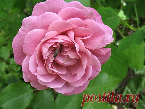 Водопад Нати-но-таки в Кумано