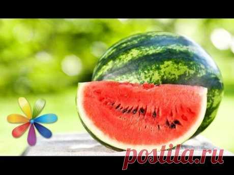 Выбираем безопасный арбуз – Все буде добре – Выпуск 656 – 20.08.15 - YouTube