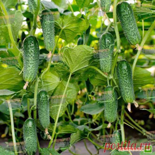 Семена огурцов арктика Огород без хлопот - информационный сайт для дачников, садоводов и огородников.
