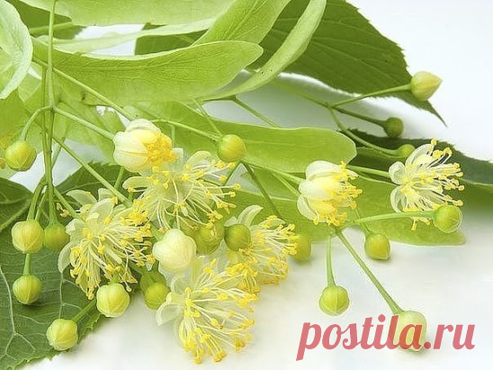 ПОЛЬЗА ЛИПОВОГО ЦВЕТА. РЕЦЕПТЫ ДЛЯ ВАШЕГО ЗДОРОВЬЯ.
-Липа содержит природные производные салициловой кислоты. Они уменьшают воспалительные явления, снимают отек, зуд.
-Прекрасное жаропонижающее и потогонное средство.
-Отличный иммуномодулятор.
-В нем содержатся витамин С и минералы (железо, калий, кальций, магний).
-Отхаркивающее средство, помогает при кашле.
-Обладает смазмолитическим действием.
-Улучшает пищеварение.
-Облегчает отток желчи.
-Успокаивает нервную систему.
-Обладает противомикро