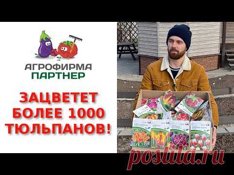 В моей деревне зацветет более 1000 голландских тюльпанов
