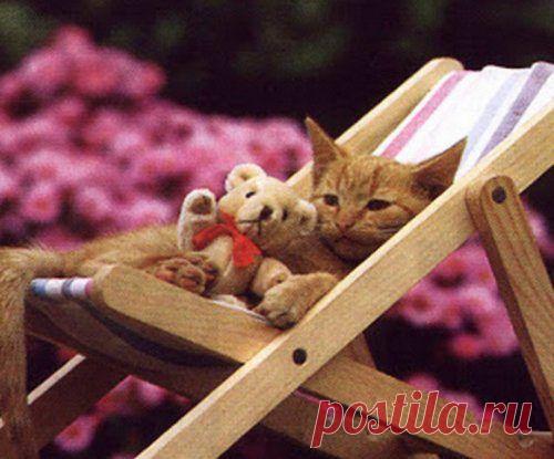 Кошки, знающие толк в летнем отдыхе / Питомцы