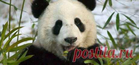 1286703482_1286527741_pandas_37.jpg (960×447)