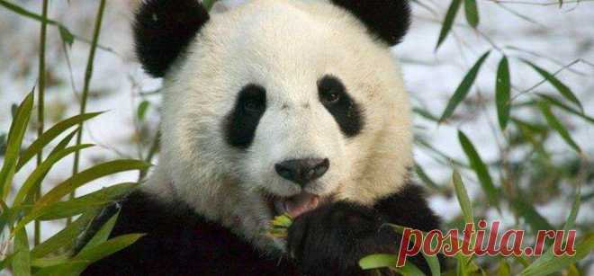 1286703482_1286527741_pandas_37.jpg (960×447)
