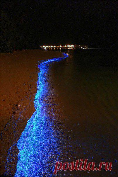 Такое свечение создает фитопланктон – одноклеточные водоросли, а также цианобактерии. Эти организмы могут производить процесс фотосинтеза.