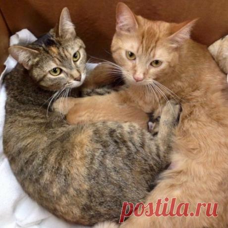 Две неразлучные кошки-мамы и 8 недавно родившихся котят нашли в гараже