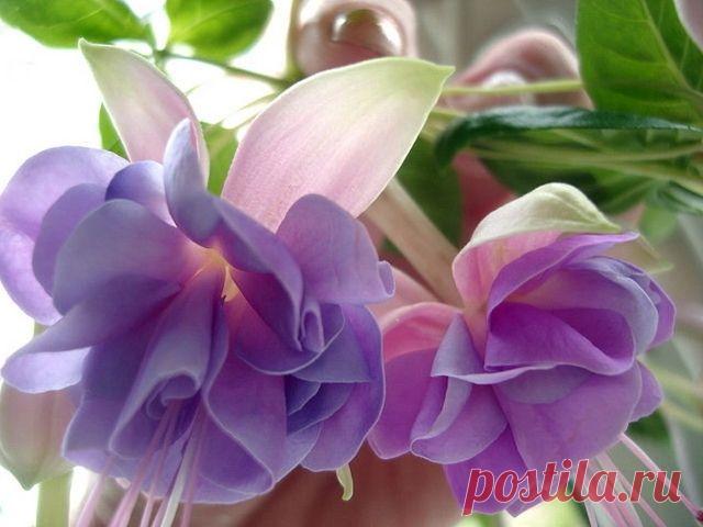 ФУКСИЯ - ЦВЕТОК ЭЛЬФОВ