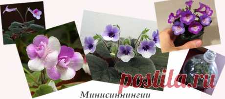 Минисиннингия: размножение, посадка, уход - Сайт о растениях