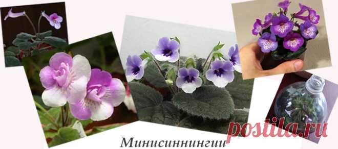 Минисиннингия: размножение, посадка, уход - Сайт о растениях
