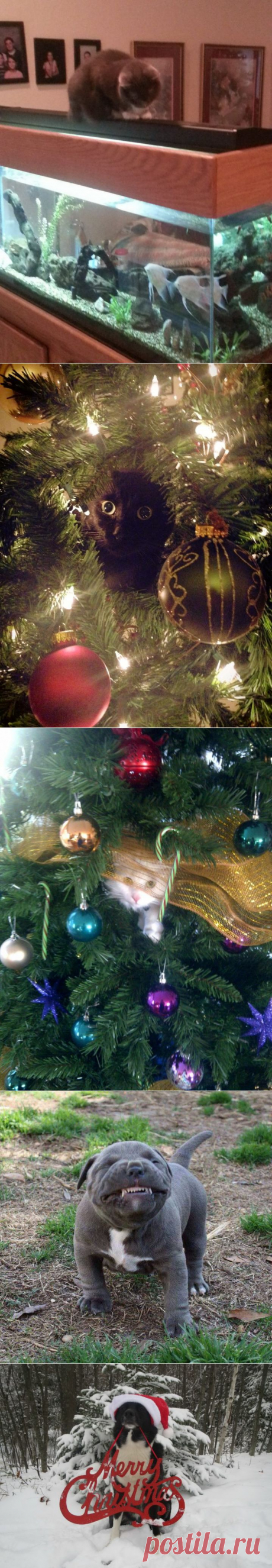 Веселенькие зверушки / Питомцы