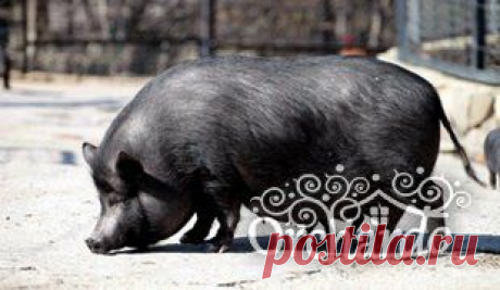 Вьетнамские свиньи - выращивание и уход