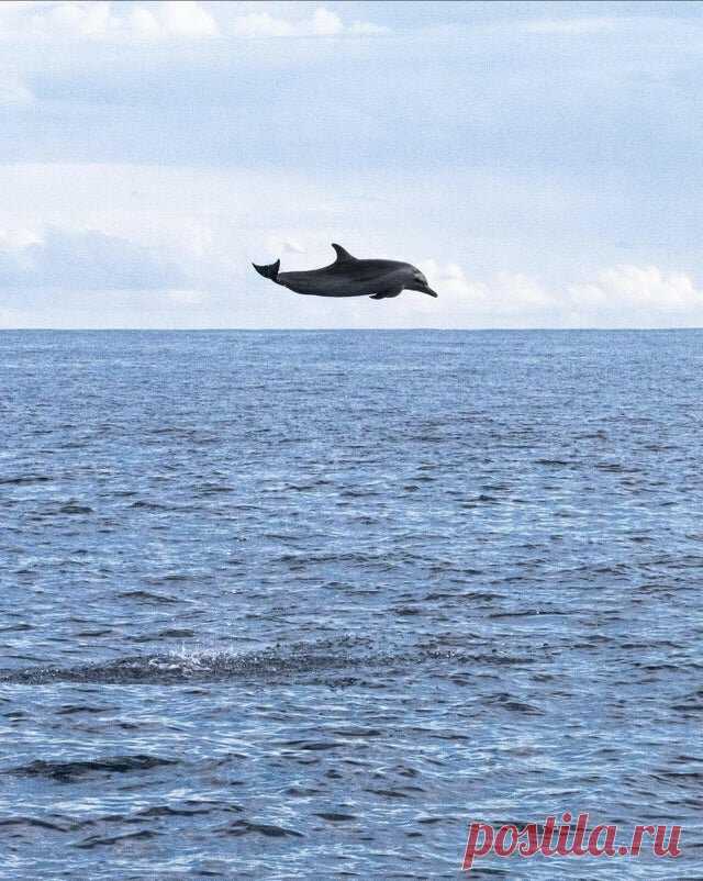 Это кадры немыслимы: 8 фото диких дивотных | Чемодан, вокзал... | Яндекс Дзен