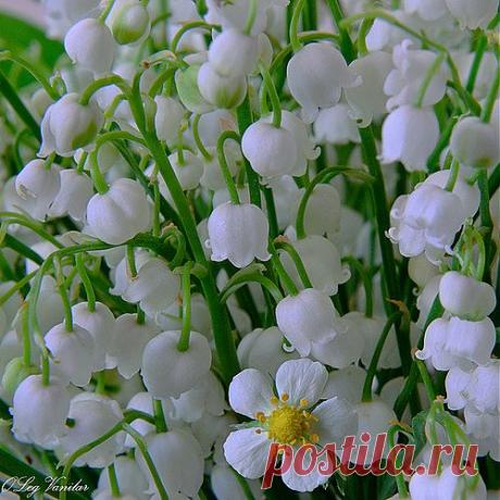 Олег Ванилар — «земляничка» на Яндекс.Фотках