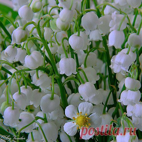 Олег Ванилар — «земляничка» на Яндекс.Фотках