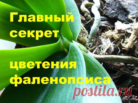 Как заставить орхидею цвести в домашних условиях