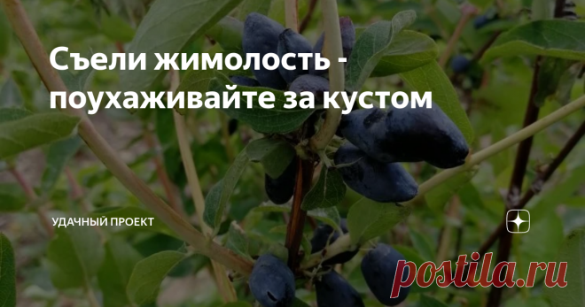 Съели жимолость - поухаживайте за кустом Несправедливо собрать всю ягоду и забыть о кусте до следующего года. Своих кормильцев надо благодарить, ухаживать за ними. Жимолость - не исключение.  Тем более жимолость! Ведь поухаживать за ней весной мы не успеваем - рано зацветает. У меня ягода только начала спеть. Регион - Кузбасс.  Но знаю, что у многих моих читателей жимолость уже отошла. Поэтому решила рассказать, что делаю со своей жимолостью каждый год после сбора ягод. Об...