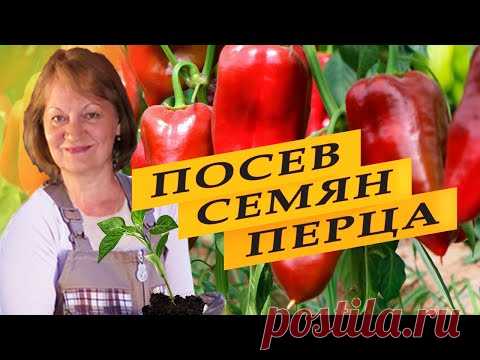 Посев перца на рассаду пророщенными семенами.