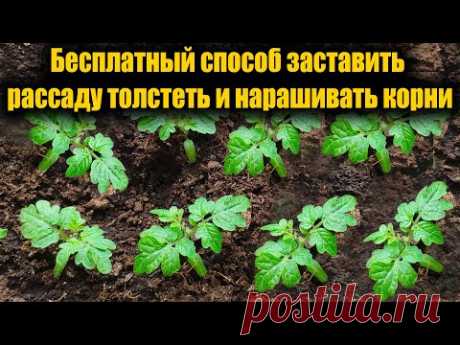 Я ОБАЛДЕЛ, 1 ЛОЖКА ЗАСТАВЛЯЕТ ЛЮБУЮ РАССАДУ ТОЛСТЕТЬ И АКТИВНО РАЗВИВАТЬСЯ, РАССАДА КОРЕНАСТАЯ