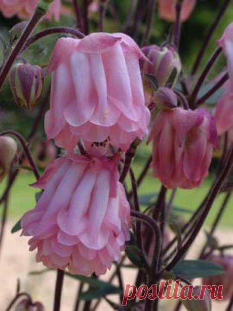 Аквилегия обыкновенная Дороти Rose - он же: Bonnet Бабули. Многолетние цветы весны к лету. - Самое удивительное Фото