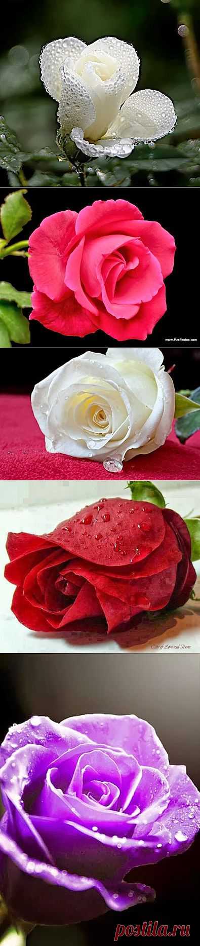 MELİH ŞİMŞEK – Google+