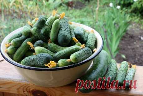 Как продлить плодоношение огурцов в теплице | садоёж | Яндекс Дзен