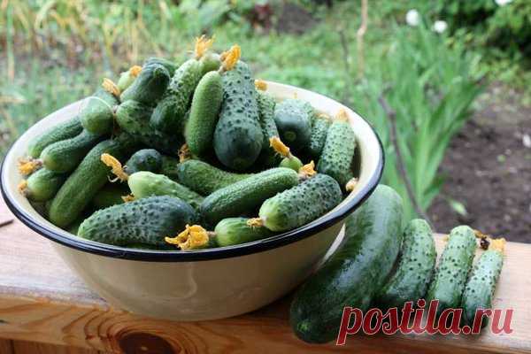 Как продлить плодоношение огурцов в теплице | садоёж | Яндекс Дзен