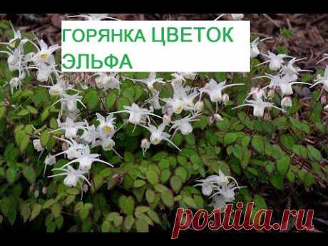 Цветок эльфов-горянка(Epimedium).Цветение горянок  -показ в саду.Видео