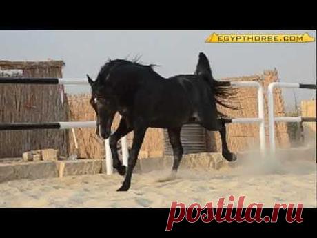 The Most Beautiful The Arabian Horse - must see this - YouTube