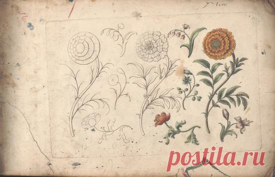 The florist, or, An extensive and curious collection of flowers, for the imitation of young ladies, either in drawing or in needle?workby A. Heckle. : Heckel, Augustin, : Free Download, Borrow, and Streaming : Internet Archive