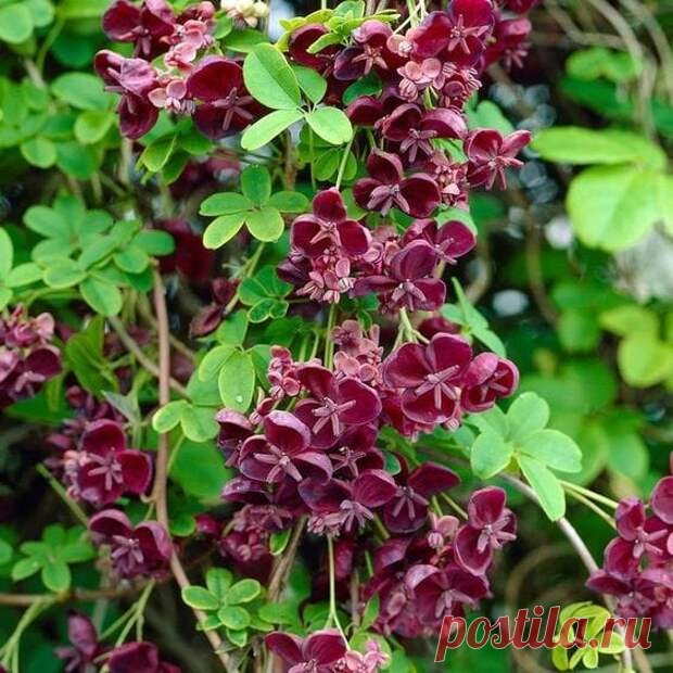 7 необычных растений, пахнущих шоколадом или кока-колой
Некоторые растения, действительно, можно назвать удивительными. Ведь помимо потрясающего внешнего вида, они...
Читай дальше на сайте. Жми подробнее ➡