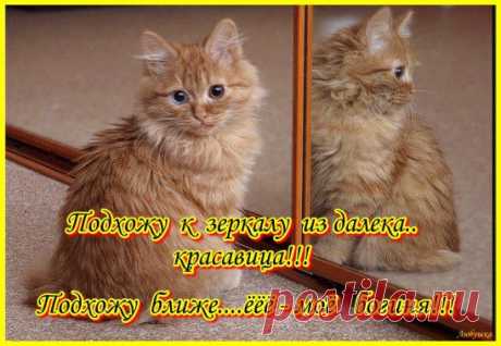 (2) Одноклассники