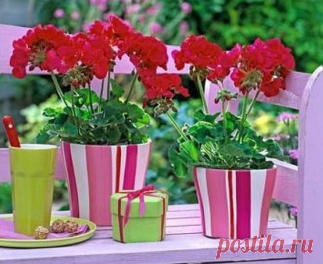 Капля йода - и вы не узнаете свою герань!