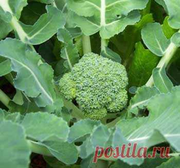 5 отличных раннеспелых сортов и гибридов брокколи