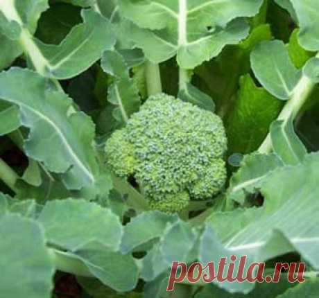 5 отличных раннеспелых сортов и гибридов брокколи