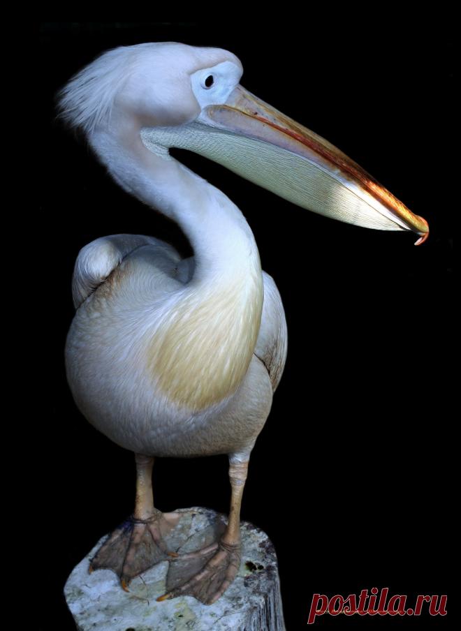 Пеликан.Отдыхает на пеньке возле водоема.