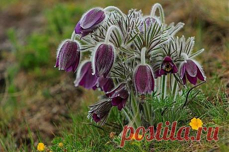 Др@коша — «Весеннее пробуждение природы» на Яндекс.Фотках