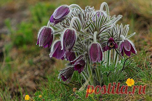 Др@коша — «Весеннее пробуждение природы» на Яндекс.Фотках