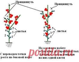 правильно прищепнуть помидоры
