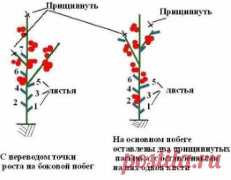 правильно прищепнуть помидоры