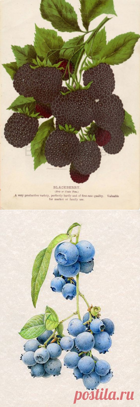 Ягоды и фрукты для декупажа