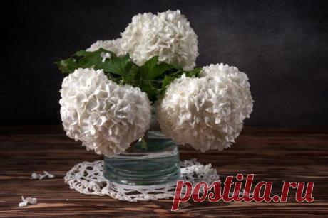 Калина Бульденеж – фото, описание, посадка, уход и размножение