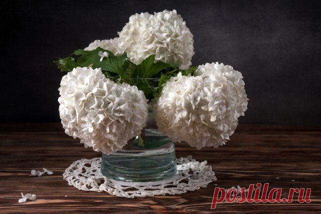 Калина Бульденеж – фото, описание, посадка, уход и размножение